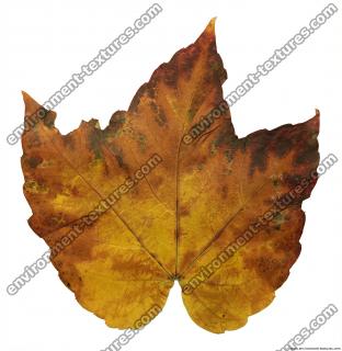 Leaves 0055